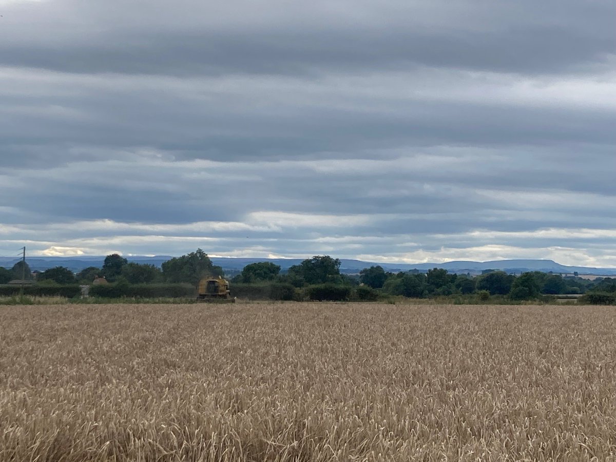 AgrovistaUK's tweet image. #Harvest23 
#SpringBarley 
📍 Northallerton
📷 Mark Fletcher