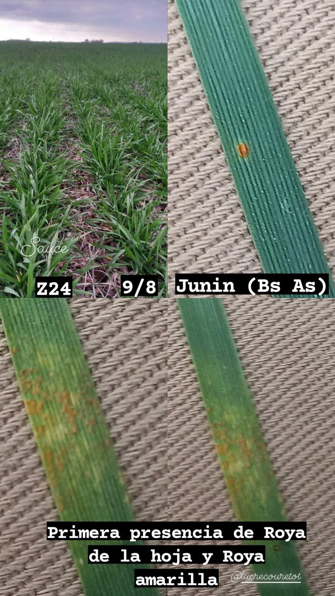 MuttiRm's tweet photo. Visita de ayer #trigo23. Presencia de Roya de la hoja y roya amarilla en baja incidencia. Estadio Z24 (Sauce). (Zona: Junín, Bs As) https://t.co/24X2xlyIAu