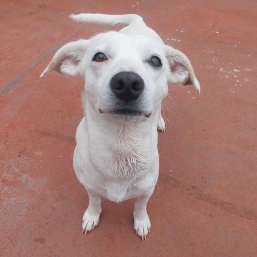 NataliaDeLaV's tweet photo. Molly se perdió hoy en la zona del Parkway, si tienen información, llamar a Paola al 300 562 42 56
POR FAVOR RT
@margaritavela https://t.co/BryM8XwGc0