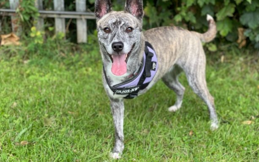 Please retweet to help Dora find a home #LANARKSHIRE #SCOTLAND #UK Aged 1, she doesn't let having 3 legs hold her back. Dora loves walks, fuss, soft toys and a snooze in her bed. She can live with older children as the only pet. DETAILS or APPLY👇 scottishspca.org/rehome-a-pet/1… #dogs