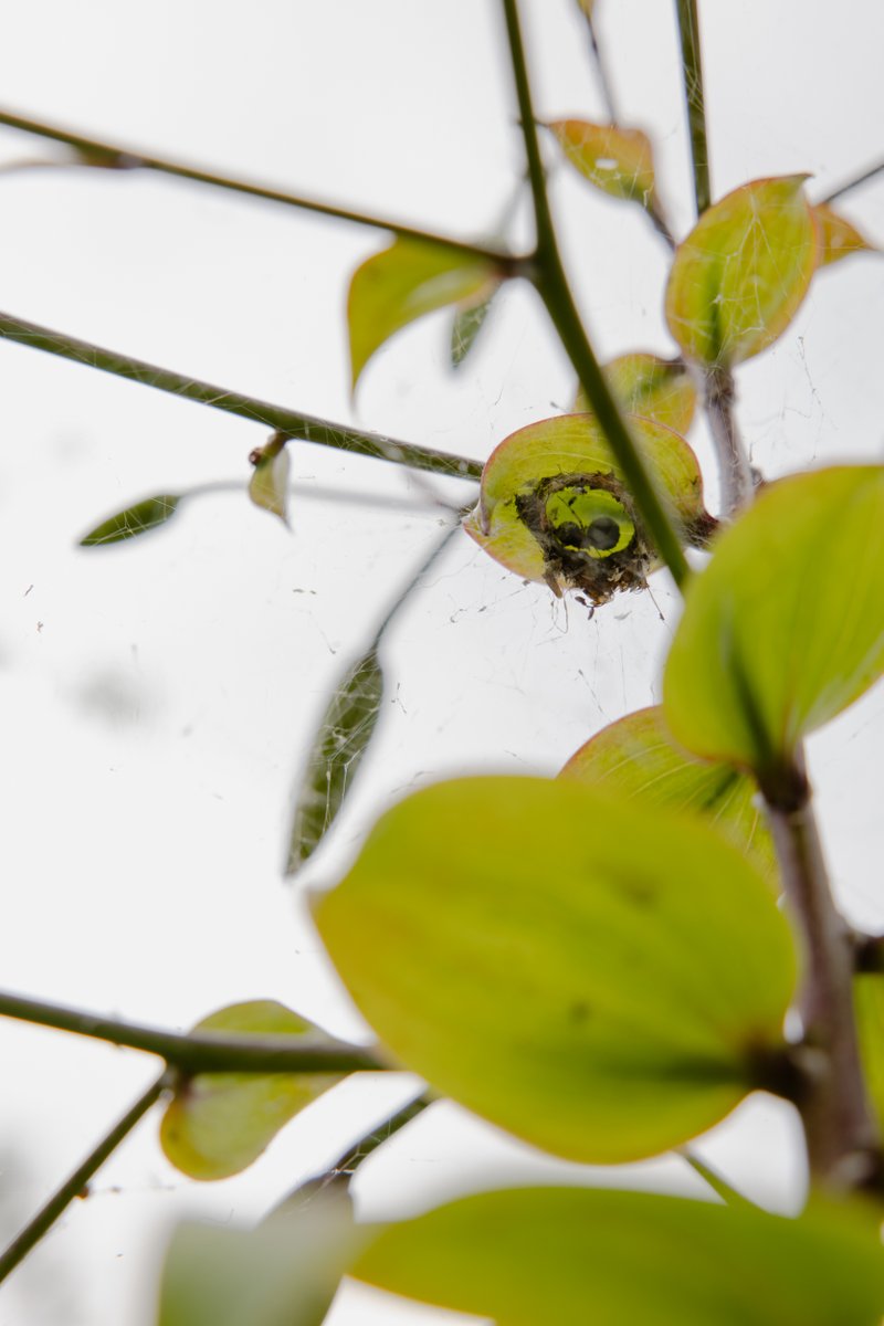 This cup-shaped home and tangle-web has been woven by a female mothercare spider, or Phylloneta. The species gained its name through the intense nurture the females give to their young. It is lovely to see the biodiversity that the garden supports!
#thwgarden