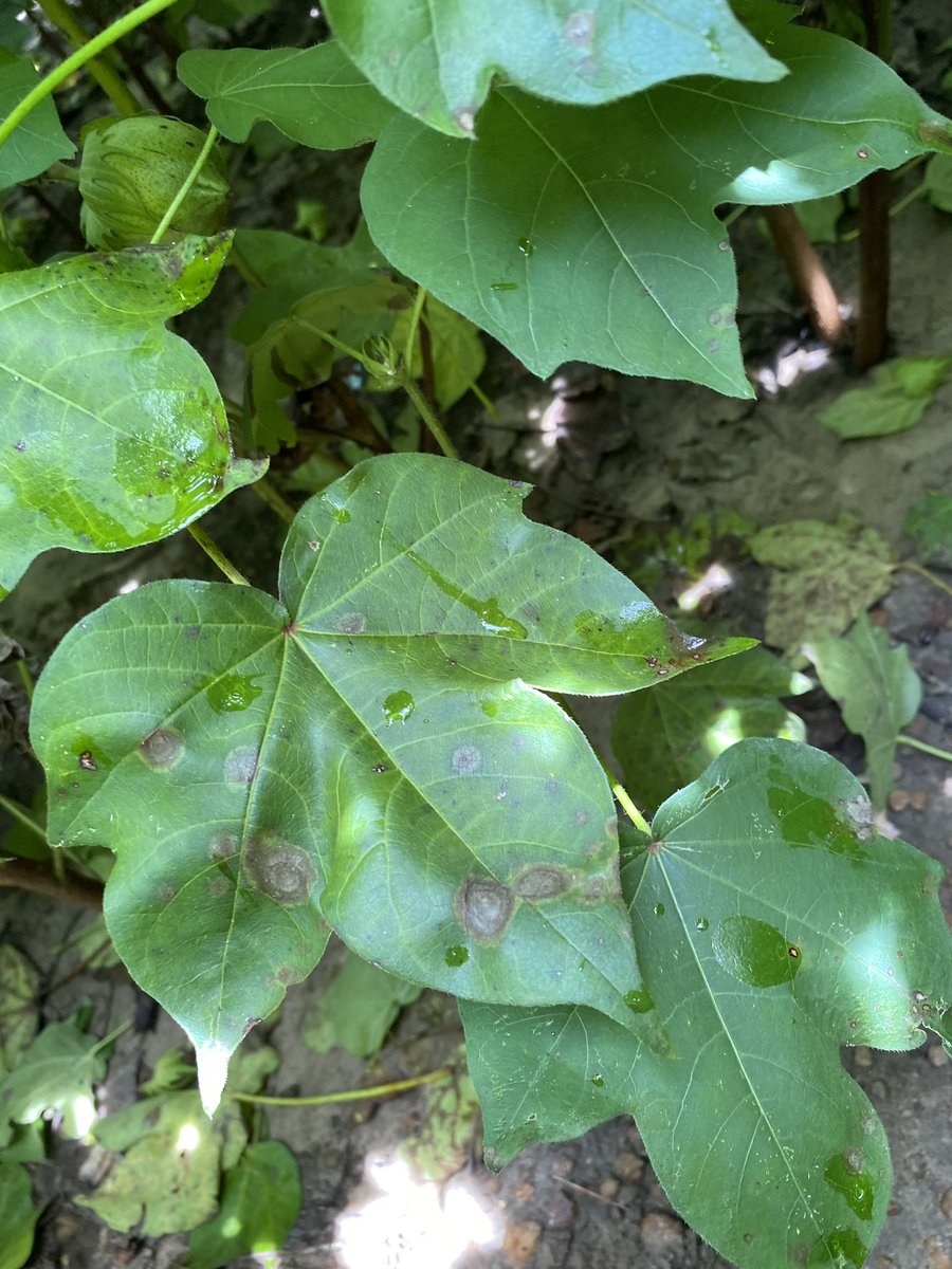 Bob Kemerait tweet media