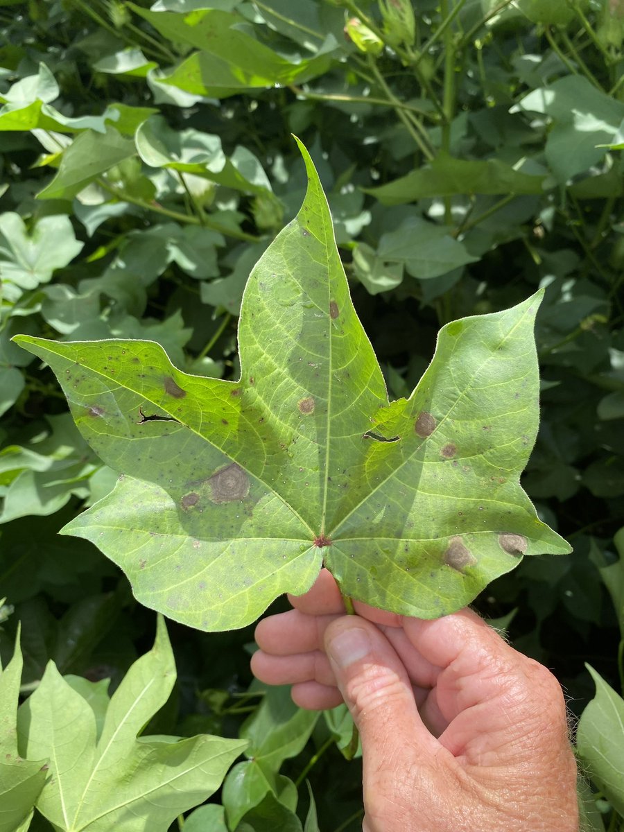 Bob Kemerait tweet media