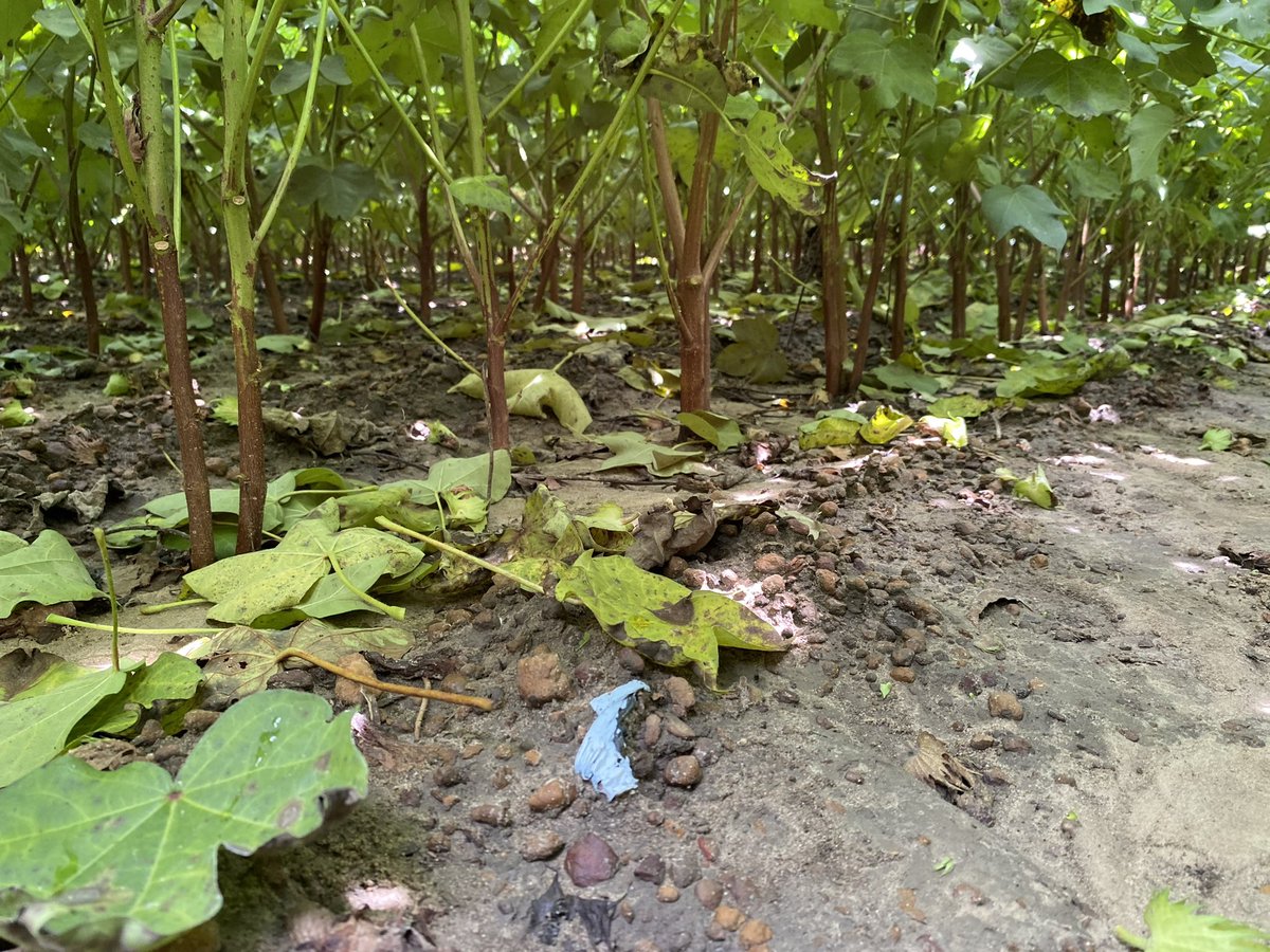 Bob Kemerait tweet media