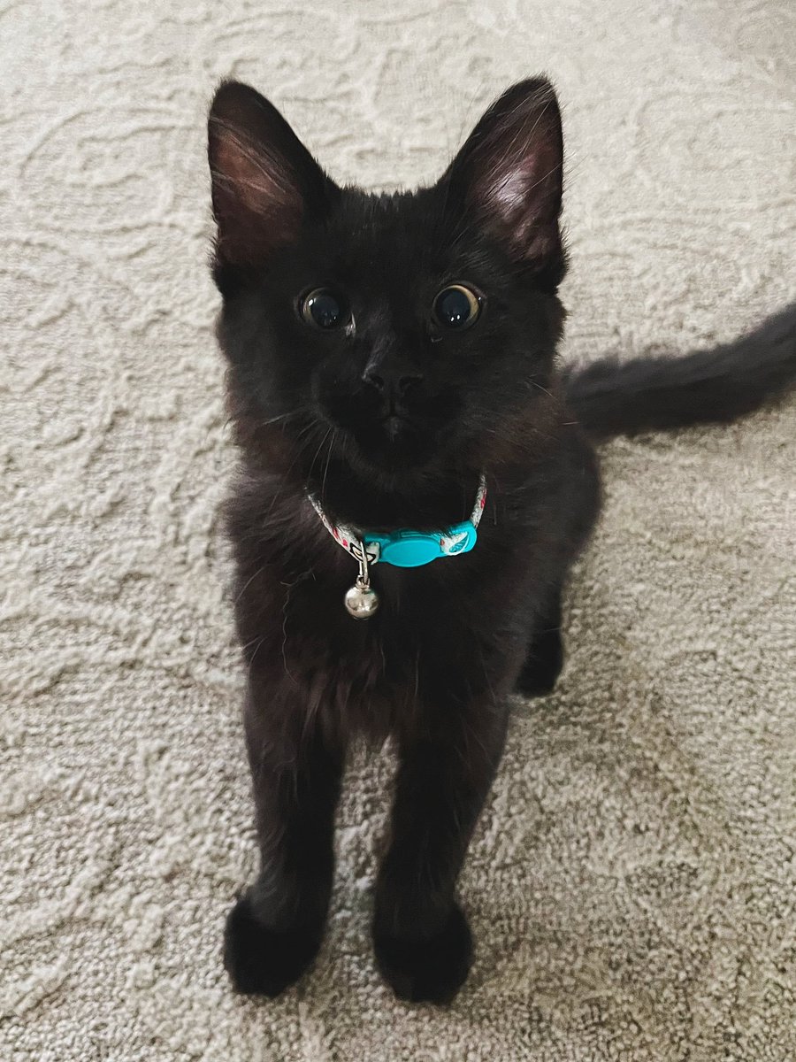 Memes to Show Your Cat tweet media