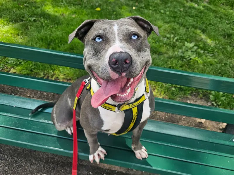 Please retweet to help Deja find a home #CARDIFF #WALES #UK
Clever American Bulldog Cross aged 1-2.  She's had puppies and is now looking for a loving home, any children aged 14+ as the only pet. 
Please give her an extra share. 
DETAILS 👇 dogstrust.org.uk/rehoming/dogs/…  #dogs