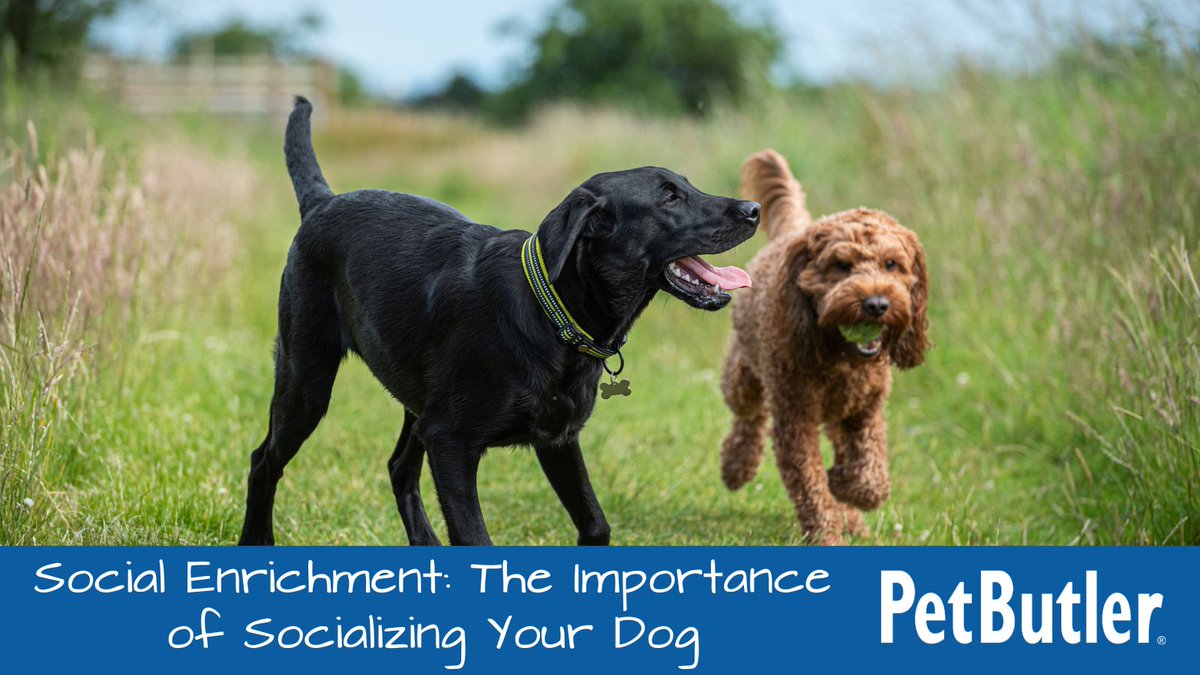 PetButler's tweet photo. Discover the importance of socializing your furry friend and watch them thrive. 🐶💕 https://t.co/OFGKDjBI3a #PetButler #DogEnrichment #SocialEnrichment #Blog https://t.co/Co5YqZv29c