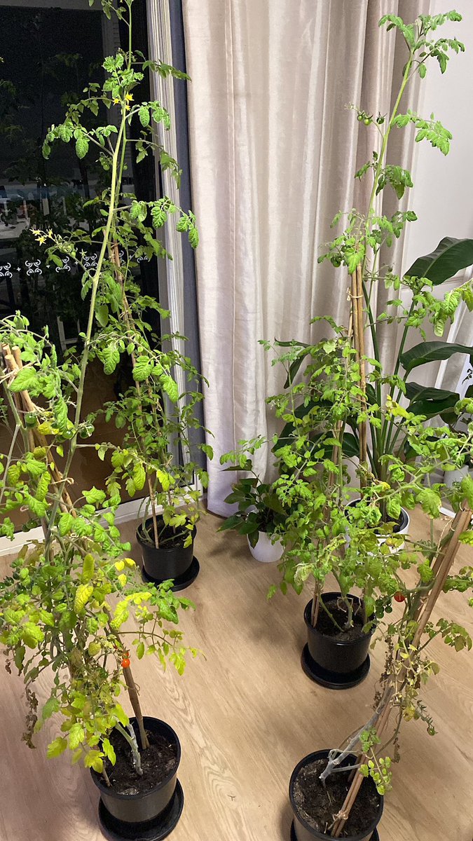 CharlieChapin tweet media