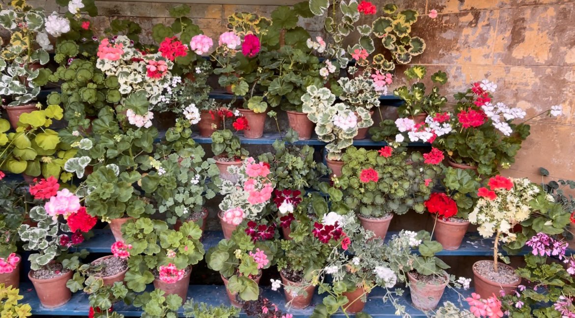 A few Geranium pots shelves looking cheerful today