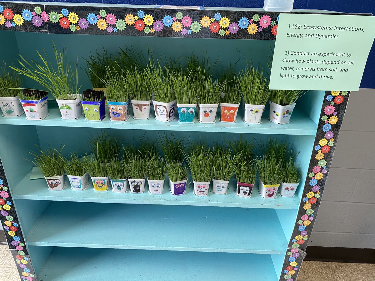 MES First grade teachers already rocking the Science experiments. Students created their own chia pets and are observing how the plants grow and react to sunlight and water. This is one week’s worth of growth! Wow! #STEM <a href="/sumnerstem/">@SumnerSTEM @SumnerSTEAM</a> #SumnerAchieves