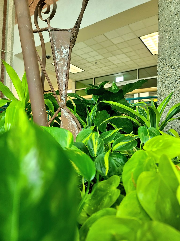 UAlbertaCSJ's tweet photo. Dès la #Rentrée2023, un campus + 🟩 

#chlorophylle 🌱🌿 #campusvert https://t.co/RoYt6oLpBC