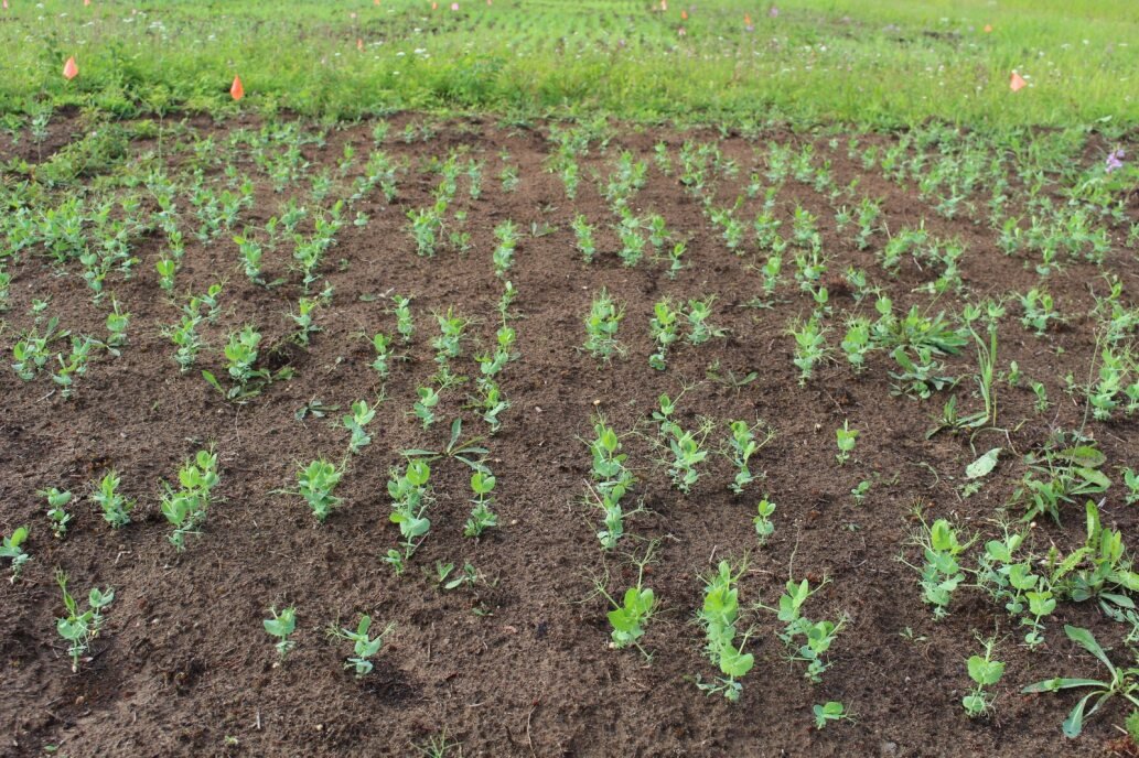 Prof. Maren Oelbermann tweet media