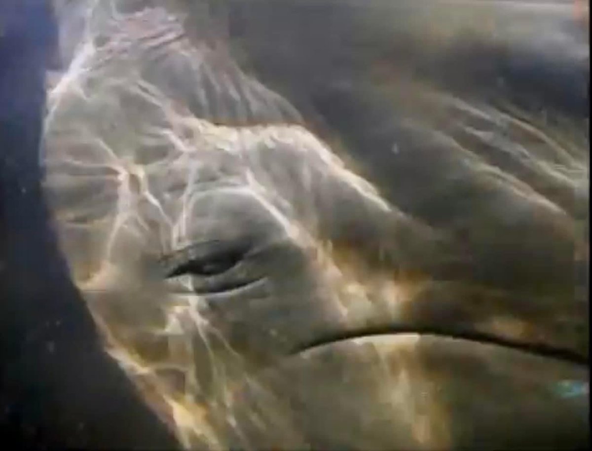 #Rescue/Release, 20 years ago today! An amazing 2 month experience with Marine Mammal Conservancy rehabilitating 5 stranded Pilot #whales at Big Pine Key. They showed their gratitude by rubbing against our legs. We should be more like them. #nationalgeographic “Whales in Crisis”