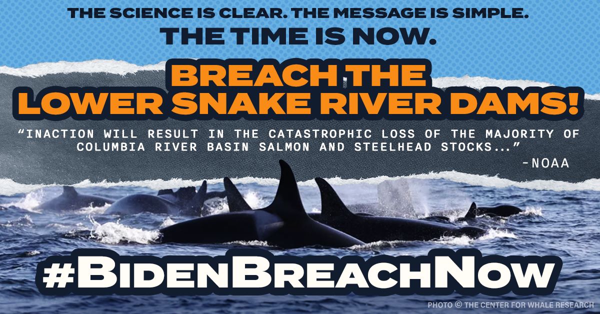 Casey_Pup's tweet photo. TAKE ACTION for critically endangered Southern Resident #Blackfish &amp; endangered Snake River #salmon! Urge @POTUS To breach the 4 lower Snake River dams this year! 

Click the link for actions 👇 https://t.co/dT5prxxZbu

#BidenBreachNow #NoFishNoBlackfish #Superpod8 https://t.co/6A7motW2af