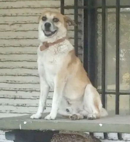 #Roldan #Funes #Rosario #Mascotas
Seguimos buscando a #Corbata.Falt desde principios de Julio. Si alguien lo vio o lo levantó pensando que estaba perdido, por favor les pido que nos avisen. Gracias!.
Estamos en Aconcagua al 300, barrio Cotos.
Difundir por favor 📷