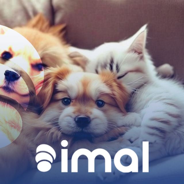 imal_io's tweet photo. 🌈 Every step amplifies kindness! With the IMAL Project, we're bringing love, aid, and hope to the lives of street animals. Small actions create significant change. 💙🐶 #IMALProject https://t.co/oxQrZha49U