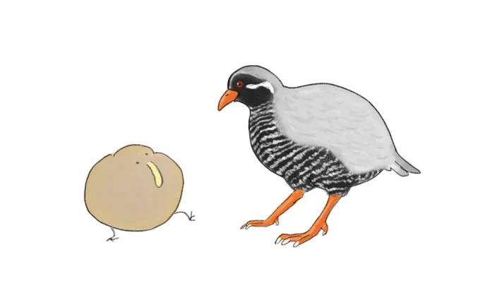 ヤンバルクイナサンとキーウィ