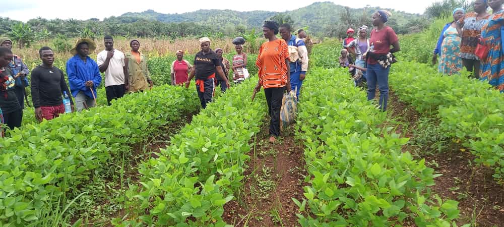 Ntangjulius's tweet photo. Trainees of the @comvisiongroup Centre for Agriculture and Nutrition Research #CANUR on practical work today in our #Fonfuka #Cameroon training centre. Our #HGSFP will witness a boost this year as these trainees will supply beans and other commodities to our beneficiary schools https://t.co/KW2UMW4p7G