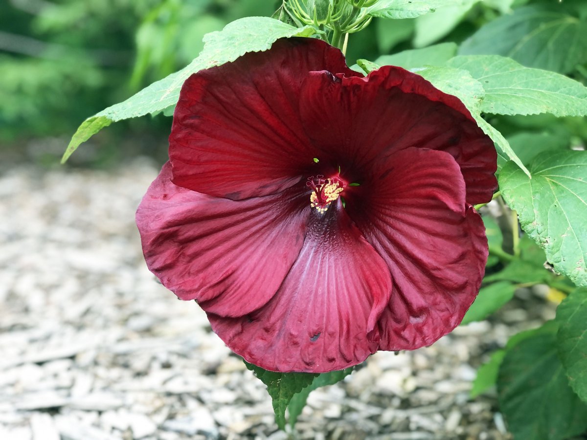 MortonArboretum's tweet photo. We’re in love with these perennial cranberry crush and heartthrob hibiscus flowers in Godshalk Meadow (Parking Lot 33). These two are reliable plants for northern Illinois that emerge from the ground later in the season than other perennials. #SundaySolitude https://t.co/h13f2zRoFy