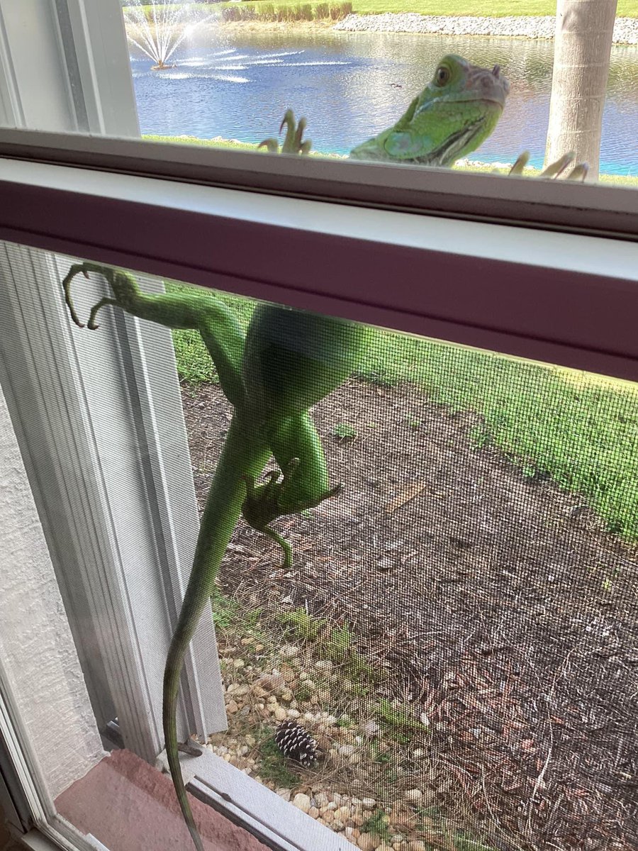 “Any room inside for me?” ☀️🦎 An iguana in Naples, Florida was daydreaming of escaping this week’s heat wave and cooling off in the A/C. Photo sent in by: Cheryl Mandel
