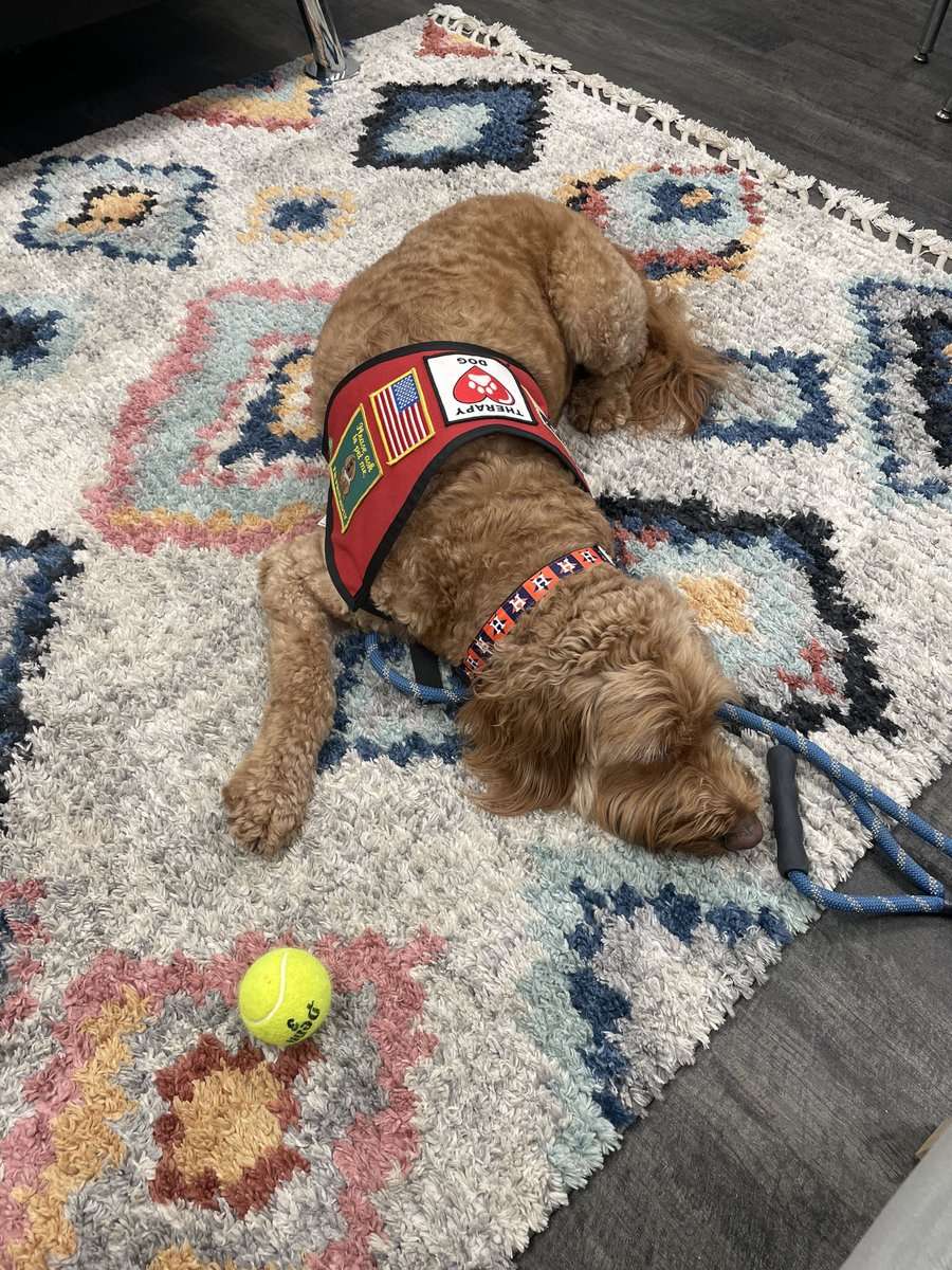 George the Comfort Dog tweet media