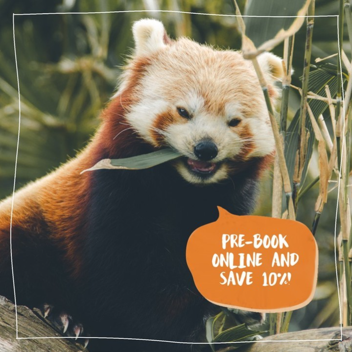 WelshMountainZo's tweet photo. It's the end of the week, and we have another fantastic weekend ahead of us here at the Welsh Mountain Zoo! π
π Come and join us and explore our site, which spans over 37 acres! We've got beautiful birds, mammals, reptiles, and more! ππ§
#WeekendPending #WILDDaysOut #WMZ https://t.co/LComBoA723