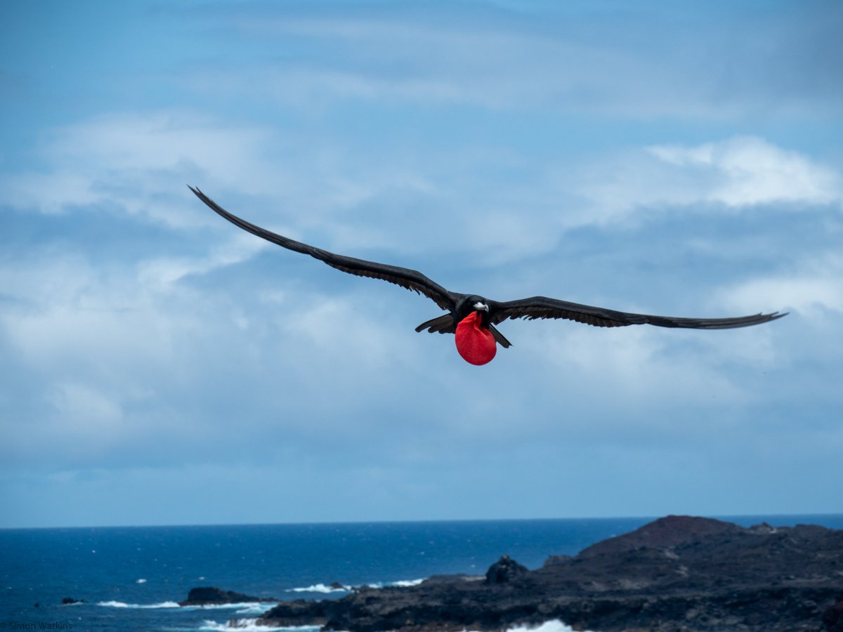 AscensionMPA's tweet photo. What better way to celebrate the #WorldPhotoDay 2023 theme "#understandingclouds" this #SeaBirdSaturday, than by sharing some of our favourite photos of Ascension's seabirds flying amongst the clouds! π·π¦βοΈ
#smallislandBIGVISION
π·: Simon Watkins & Vicky Knight https://t.co/rWkTx4lc4x
