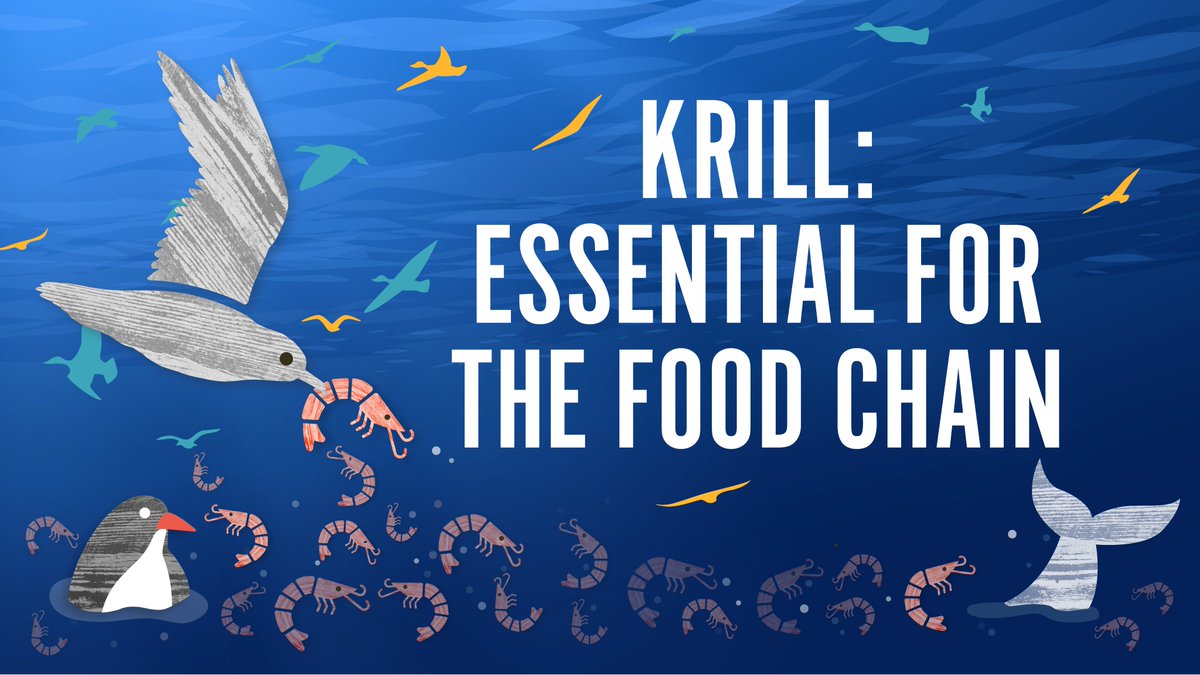 (1/2) #WorldKrillDay fun facts: 🦐#Krill are an essential food source for many #SouthernOcean predators (penguins, seals & rebounding whale populations). 🦐Even species that don’t eat krill prey on animals that do. 🦐They provide 96% of calories for #Antarctic seabirds and