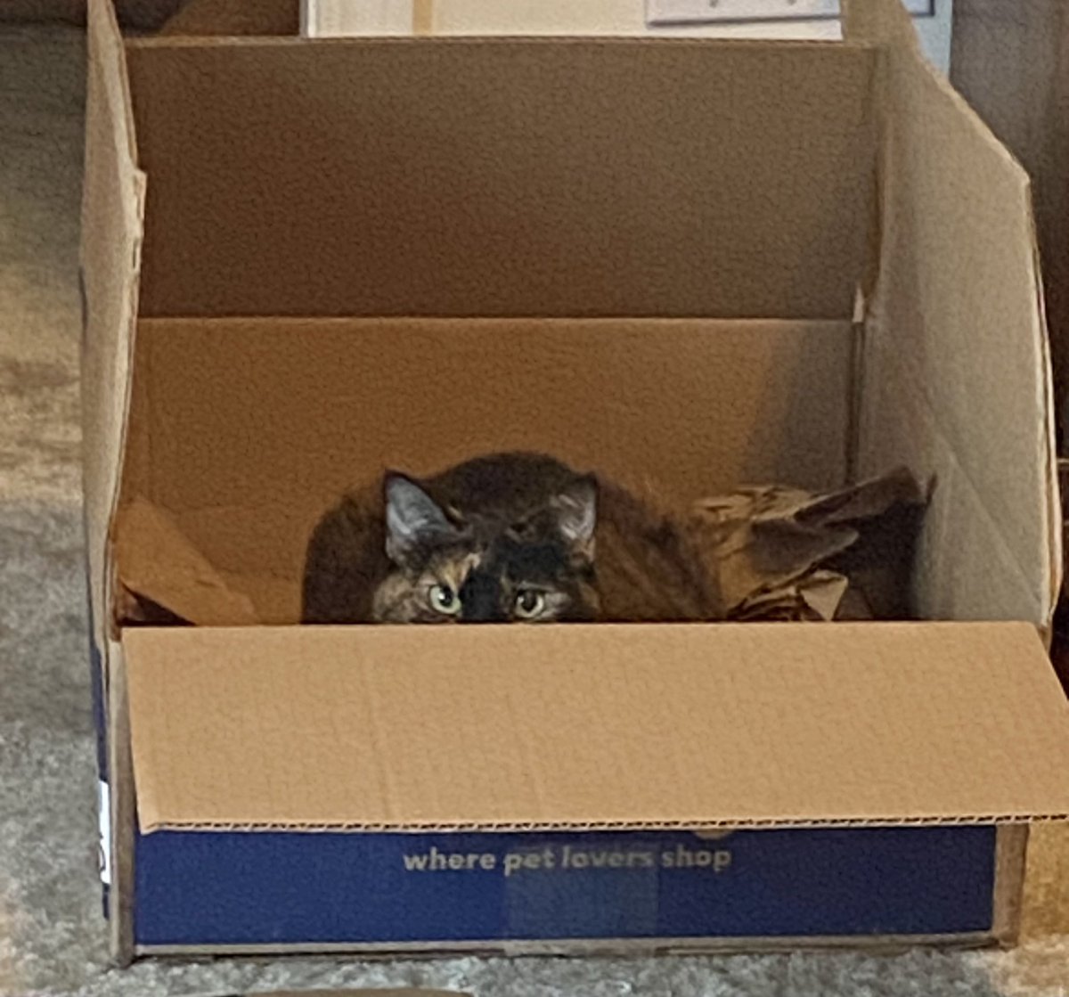 MabeltheLtQueen's tweet photo. Momma left me alone this morning. She WILL pay. #ChewyBox https://t.co/nl9zUIor6r