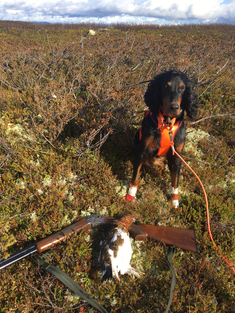 HuntersComp's tweet image. User: Skollis
Date: 2016-09-29
Country: Norway
Region: Innlandet
Species: Willow ptarmigan
Sex: female
Weight:  - kg / - lbs
HuntersCompanion.com
#hunting #jakt #jagd #chasse