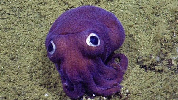 I have once again tried to optimize the borzoi eye placement and failed so miserably that I’ve scarred myself and now all of you. I hypothesized that with 900% LARGER eyes the borzoi could exist in pitch black environments. But this creates some inadvertent problems. #borzoi