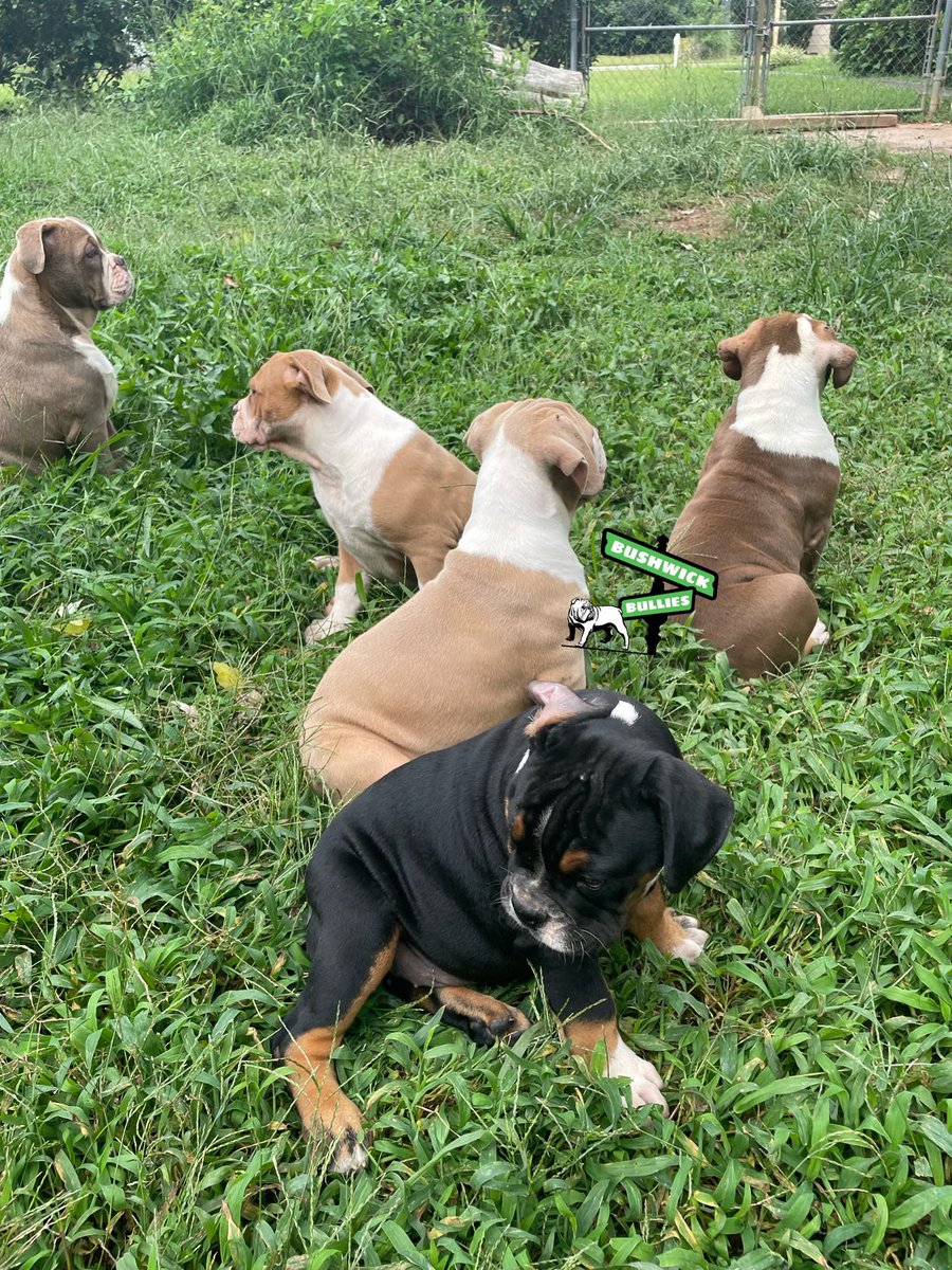 Sergethedon's tweet photo. Old English bulldog puppies located in Atlanta ga working deals paper’s or no papers gotta go asap #Bushwickbullies #oldenglishbulldog https://t.co/TBNuvoaXOj