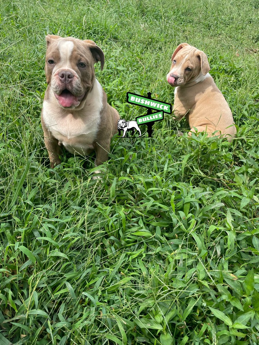 Sergethedon's tweet photo. Old English bulldog puppies located in Atlanta ga working deals paper’s or no papers gotta go asap #Bushwickbullies #oldenglishbulldog https://t.co/TBNuvoaXOj