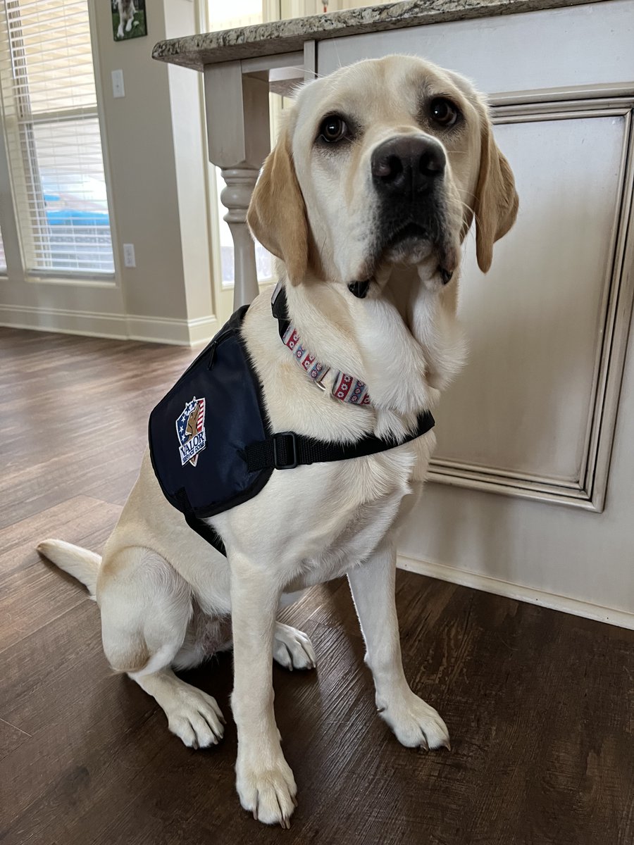 Valor Service Dogs tweet media