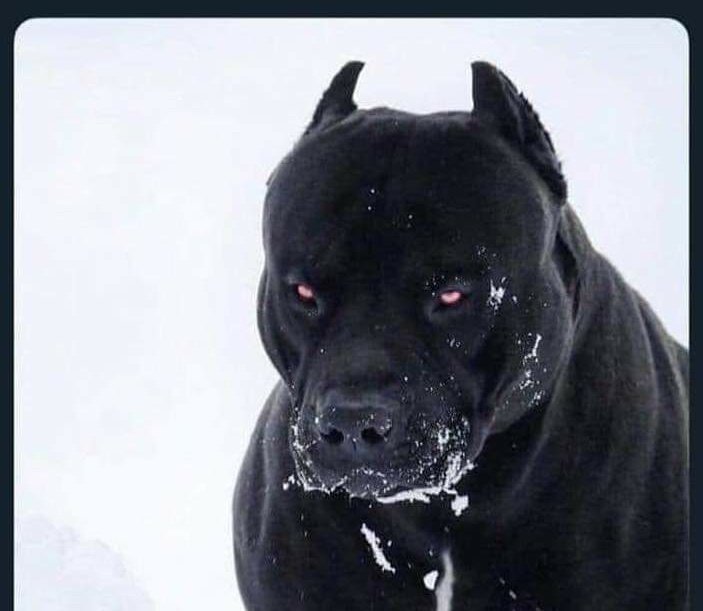 Damien Scott tweet media