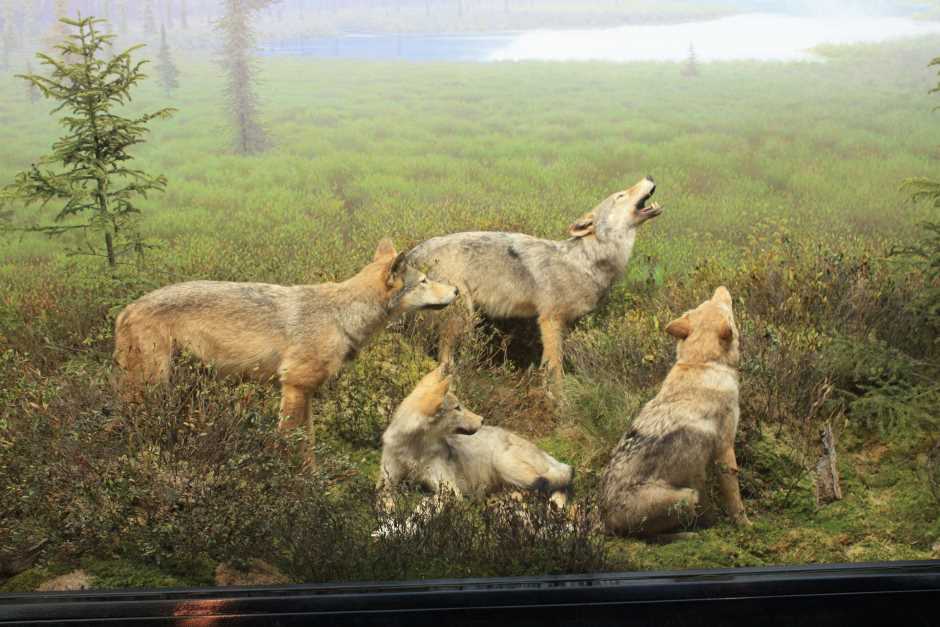 T_W_O's tweet photo. Du willst Abenteuer in Kanadas Wildnis erleben? Dann ist der Algonquin Park der perfekte Ort dafür. Umfangreiche Tipps dafür findest du in unserem Algonquin Guide: https://t.co/NZsYPTh8KT
#Algonquin #algonquinpark #wildnis #entdeckekanada #kanadareise #indiansummer https://t.co/2brlOTxphZ