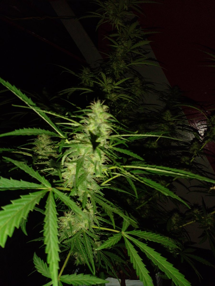<a href="/bomb_lawd/">Mike</a> high times