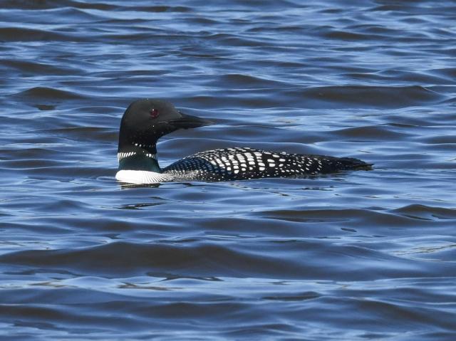 The @Loon Preservation Committee of New Hampshire recently shared about egg shell and membrane removal by loons. Find out more about these interesting behaviors here: zurl.co/Ap1Q