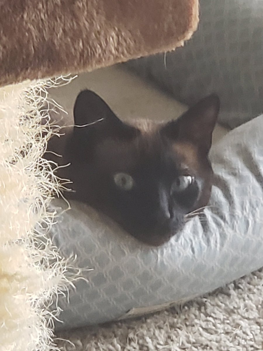 My adorable little goblin. <a href="/alanisnking/">Alanis King</a> she'd love to play with Portia!! LoL, on the left is one of her shredded scratching posts...