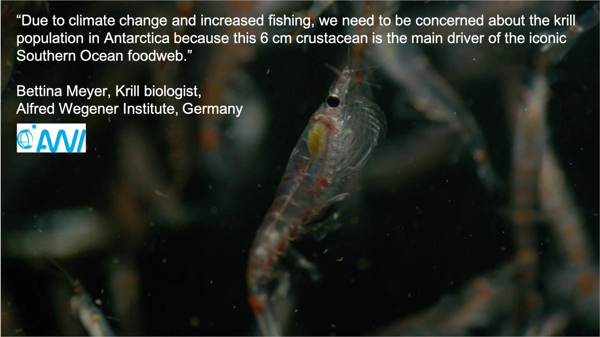 #KRILL facts for #WORLDKRILLDAY!! #BettinaMeyer @AWI_Media @AntarcticaSouth @pewenvironment @PewEurope