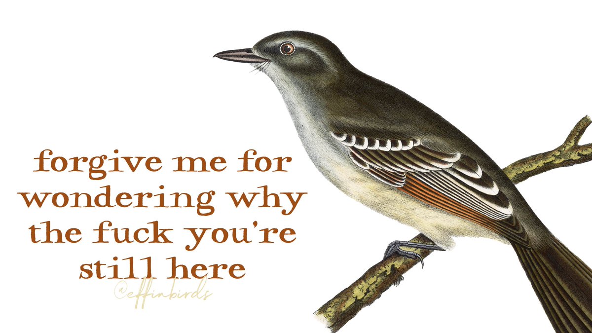 Effin' Birds (@effinbirds) on Twitter photo 