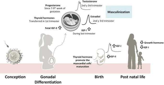 LimafUdec's tweet photo. 🚨Second chapter of our book is about the role and regulation of different hormones during pregnancy and its effects on fetal programming. This is a wonderful review of Giselle Abruzzese and group #pregnancy #hormones #development #DOHaD @LA_DOHaD @DohadMx @DOHaD_Society https://t.co/WkY2rbU0Lo