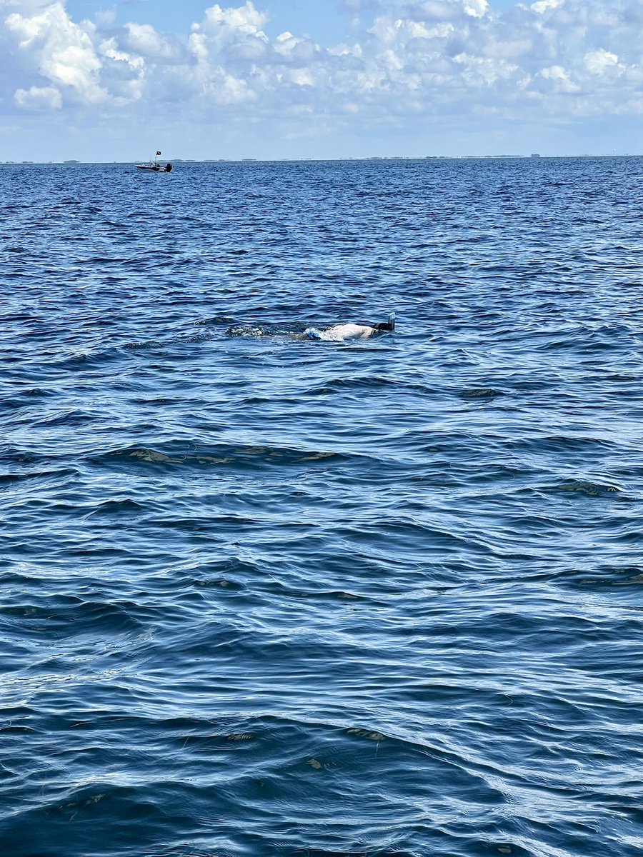 Great start to vacation hunting for bay scallops in the gulf!
