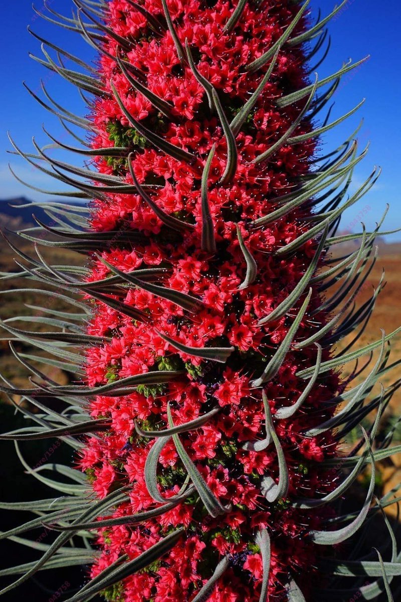 mariaram021's tweet photo. Red tajinaste, an endemic plant of the Canary  Islands, Spain.

#ZJUGSS @ZJU_China @ZJU_official #Day8 https://t.co/KtzyGtDY0O