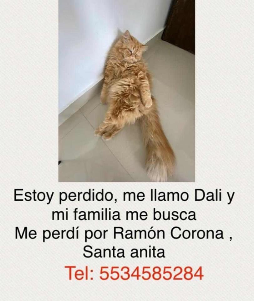 adoptagdl's tweet photo. #EXTRAVIADO #RT x fa! https://t.co/6X5dxF6WVM