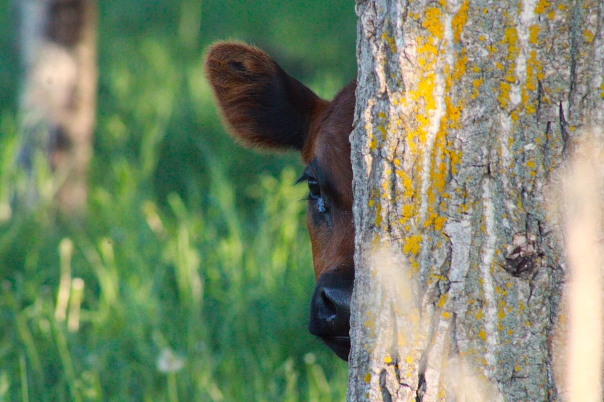 The Fall Gelbvieh Guide is peeking around the corner! Send in those Fall pictures for your chance to be on the cover! #Gelbvieh #Balancer
📷 JML Farms, Lamont AB