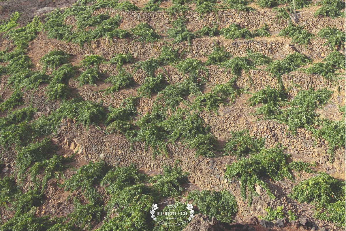 〰️ ¡Preparados para la #vendimia! Las temperaturas no nos acompañan pero este fin de semana empezamos con ganas e ilusión, el trabajo de tantos meses reflejado en cada racimo. #vinocanario #vinosdeTenerife #ElRebuscoBodegas #vino