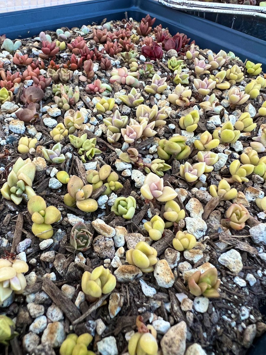 Morning propagation check - How many babies can you count?