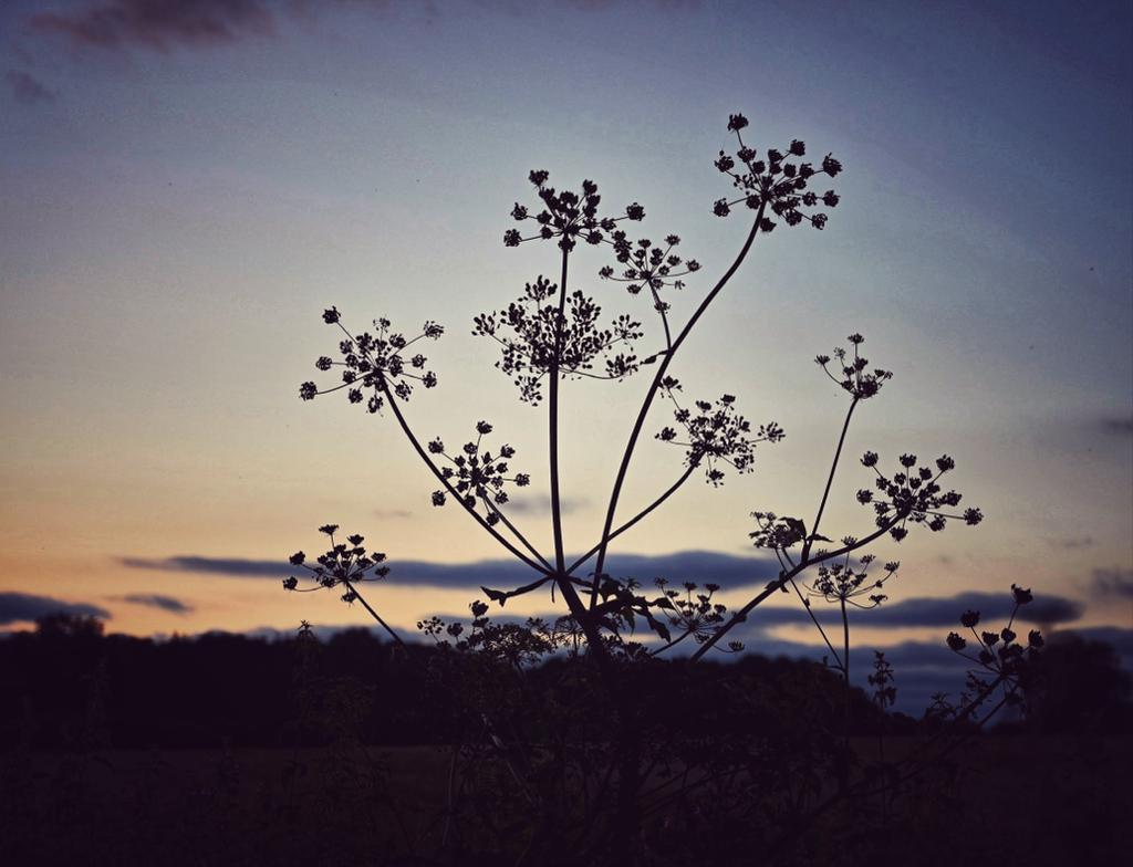 Bytheriverside3's tweet photo. Another nice Oxfordshire sunset
#Sunset #Oxfordshire #nikonphotography #Banbury https://t.co/t43CwtVd1m