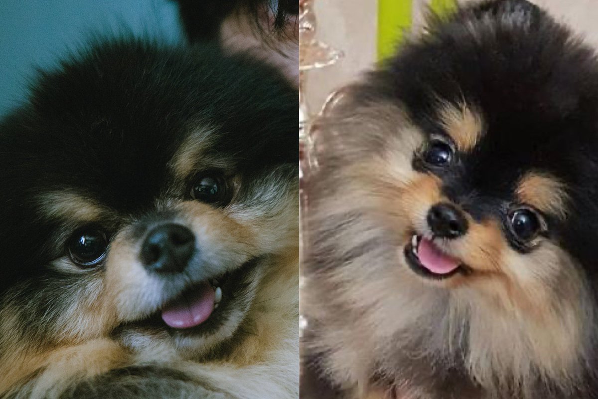 Tannie                                         Rocky
                       Ambos son hermosos